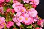 Begonia semp Cool pink zaden (pillen), Ophalen of Verzenden, Voorjaar, Volle zon, Zaad