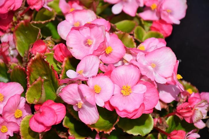 Begonia semp Cool pink zaden (pillen), Tuin en Terras, Bloembollen en Zaden, Zaad, Voorjaar, Volle zon, Ophalen of Verzenden