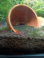 Vuurgarnalen, red cardinal garnalen., Dieren en Toebehoren, Vissen | Aquariumvissen, Kreeft, Krab of Garnaal