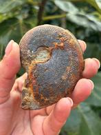 Ammoniet Fossiel, Verzamelen, Mineralen en Fossielen, Ophalen of Verzenden, Fossiel