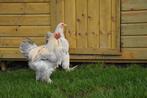 Tamme grote kip | Kindvriendelijk | Brahma groot, Meerdere dieren, Kip