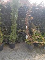 Italiaanse Cipres Çupressus Sempervirens, Ophalen, Overige soorten