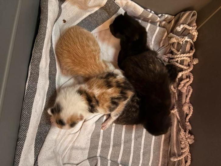 Kittens heel verschillend, zijn nu 4,5 week oud! Zie foto’s!, Dieren en Toebehoren, Katten en Kittens | Overige Katten, Kortharig
