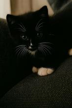 Gereserveerd, Dieren en Toebehoren, Katten en Kittens | Overige Katten