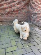 Malitpoo pups,puppy, teefjes, uit geteste ouders, Overige rassen, CDV (hondenziekte), 8 tot 15 weken, Teef