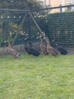 Loopeend loopeenden, Dieren en Toebehoren, Pluimvee, Meerdere dieren, Eend