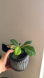 Madagaskar jewel 15 cm, Ophalen, Overige soorten, Minder dan 100 cm