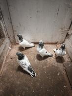 2 koppels hoogvliegers  Pakistaanse, Dieren en Toebehoren, Vogels | Duiven, Meerdere dieren, Overige soorten