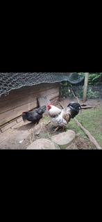 Haan met drie kippen, Dieren en Toebehoren, Meerdere dieren, Kip