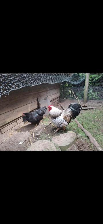 Haan met drie kippen  beschikbaar voor biedingen