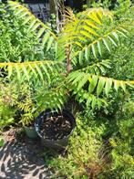 Fluweelboom 90 cm hoog., Ophalen, Volle zon, Overige soorten
