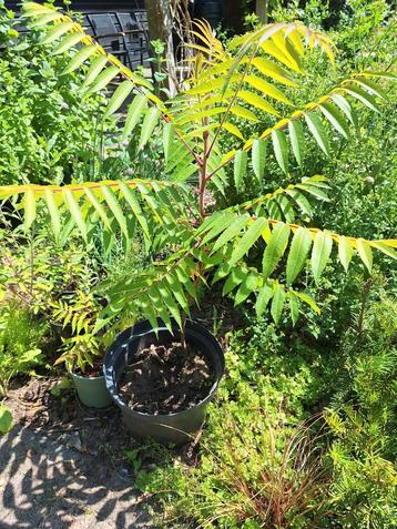 Fluweelboom 90 cm hoog. beschikbaar voor biedingen