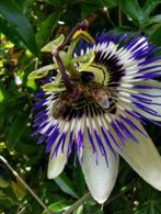 Passiebloem passiflora stekjes tuinplanten bodemdekker, Tuin en Terras, Overige soorten, Volle zon, Vaste plant, Ophalen of Verzenden
