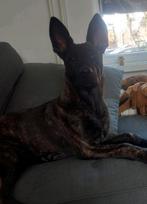 Jonge hond / pup, Rabiës (hondsdolheid), 15 weken tot 1 jaar, Reu, Eén hond