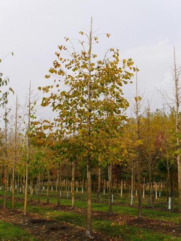 **GOEDKOOP** Corylus colurna, Turkse hazelaar beschikbaar voor biedingen