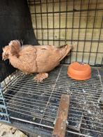 Bucharische trommel, Dieren en Toebehoren, Vogels | Duiven, Meerdere dieren, Postduif