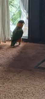 Te koop zwartkop caique (wimpie).door geen tijd door ziekte