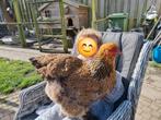 Kippen met alle toebeboren, Dieren en Toebehoren, Vrouwelijk, Kip