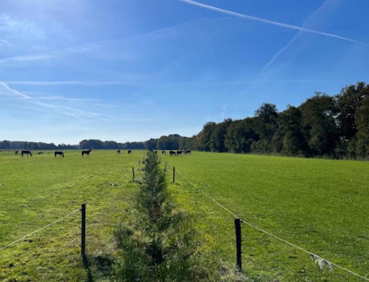 Gezocht weidemaatje jaarling merrie, Dieren en Toebehoren, Stalling en Weidegang, Opfok