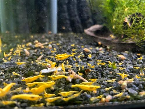 Mooie jonge gele neocarodina garnalen, Dieren en Toebehoren, Vissen | Aquariumvissen, Kreeft, Krab of Garnaal