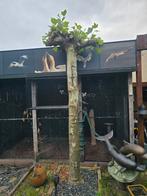 2 stevige lei platanen, Tuin en Terras, Planten | Bomen, Ophalen, Bloeit niet, Volle zon, Overige soorten