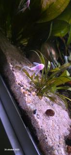 Snowwhite longfin, Dieren en Toebehoren, Vis