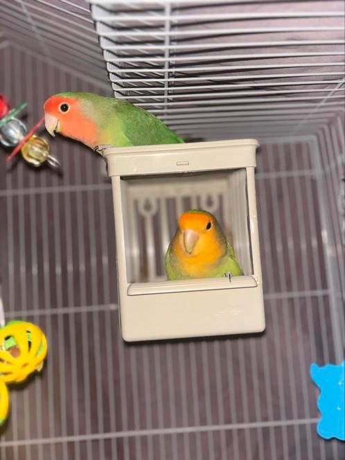2 vogels argaponissen dwerg papagaai, Dieren en Toebehoren, Vogels | Parkieten en Papegaaien, Dwergpapegaai of Agapornis, Tam