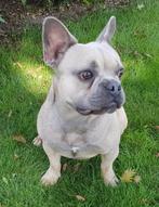 franse bulldog dekreu, CDV (hondenziekte), Meerdere, 1 tot 2 jaar, Reu