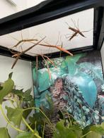 Wandelende takken, Dieren en Toebehoren, Insecten en Spinnen, Wandelende tak