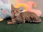 Zeer lieve kittens, 1 jaar oud (gesteril./gecast/chip/vacci, Dieren en Toebehoren, Katten en Kittens | Overige Katten, Meerdere dieren
