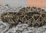 2.1 crotalus adamanteus het albino cb25, Slang