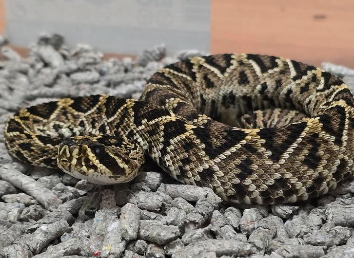 2.1 crotalus adamanteus het albino cb25