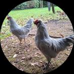 Ingeente Araucana  Lavendel hennen en haantjes. V. mei., Dieren en Toebehoren, Katten en Kittens | Overige Katten, Meerdere dieren