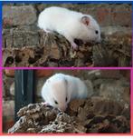 lieve tamme goudhamsters, Hamster, Juni, Meerdere dieren, Tam