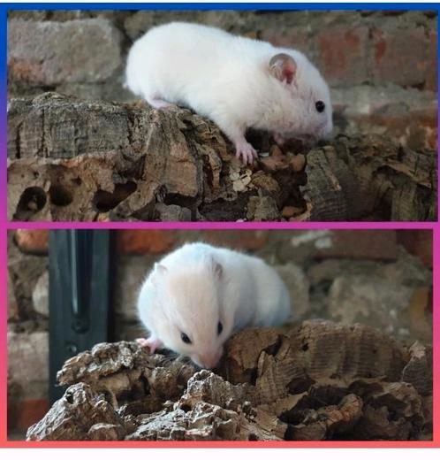 lieve tamme goudhamsters, Dieren en Toebehoren, Knaagdieren, Meerdere dieren, Hamster, Juni, Tam
