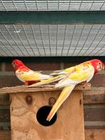 Rubino rosella, Dieren en Toebehoren, Vogels | Parkieten en Papegaaien, Meerdere dieren, Parkiet