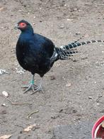 Te koop Mikado fazant haan, Mannelijk, Geringd