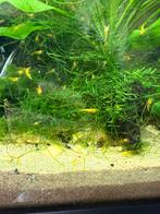 Gele garnalen, Dieren en Toebehoren, Vissen | Aquariumvissen, Kreeft, Krab of Garnaal