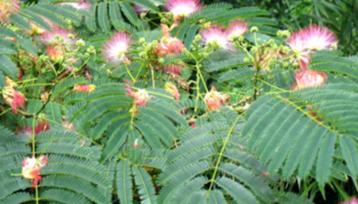 Zijdeboom / Albizia Julibrissin Rosea 10 x zaden beschikbaar voor biedingen