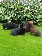 Langharige dwerg teckel pups 2 teefjes en  1 reutje, Dieren en Toebehoren, Honden | Teckels en Dashonden, CDV (hondenziekte), 8 tot 15 weken