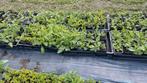Ecologische Gekweekte Inheemse Vaste Planten, Tuin en Terras, Planten | Tuinplanten, Bodembedekkers, Volle zon, Vaste plant, Ophalen of Verzenden