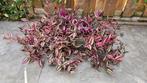 Vers geknipt stekje(s) Tradescantia, Ophalen, Overige soorten, Halfschaduw, Minder dan 100 cm