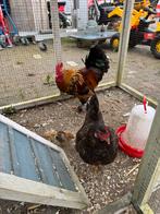 Kippenhok met kippen, Dieren en Toebehoren, Pluimvee, Meerdere dieren, Kip