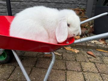 Tekoop minilop beschikbaar voor biedingen