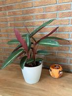 Calathea Kamerplant inclusief pot, Huis en Inrichting, Kamerplanten, Ophalen