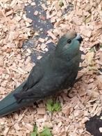 Kakariki's, Meerdere dieren, Parkiet, Geringd