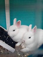 Hok met 2 dwergkonijntjes, blauwpool oogjes, Vrouwelijk, Dwerg