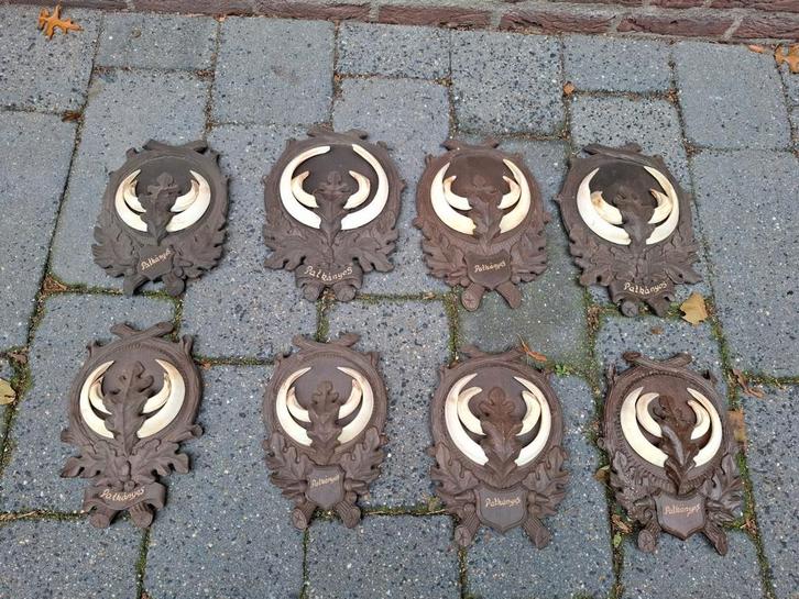 8x zwijnentand op versierd schild taxidermy opgezette hert, Verzamelen, Dierenverzamelingen, Gewei of Kop, Wild dier, Ophalen
