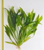 Twee mooie Echinodorus bleheri planten, Ophalen, Zo goed als nieuw, Plant(en), Steen of Hout