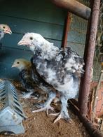 Duitse faverolle haantjes, Dieren en Toebehoren, Pluimvee, Mannelijk, Kip